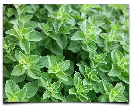 oregano