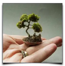 miniaturowe bonsai