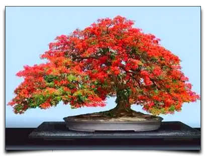 bonsai