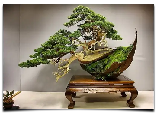 bonsai w ozdobnej donicy