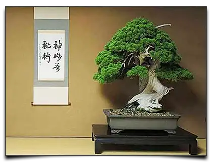 800-letnie bonsai