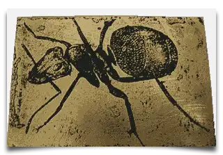 rycina z księgi Micrographia