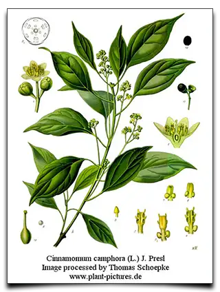 cynamonowiec kamforowy