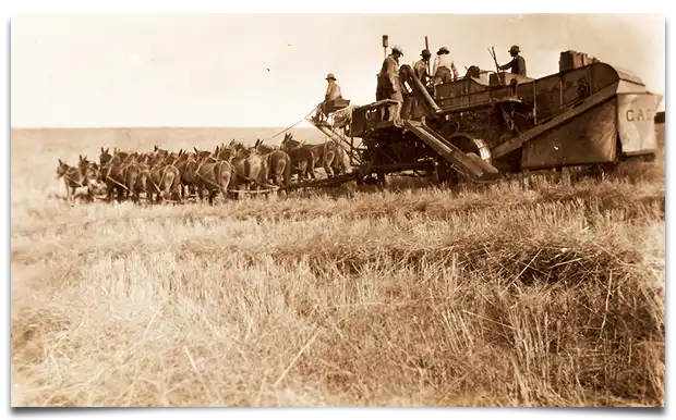 muły ciągnące kombajn - 1912 rok