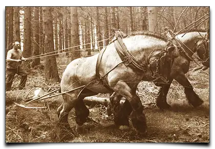 koń pociągowy