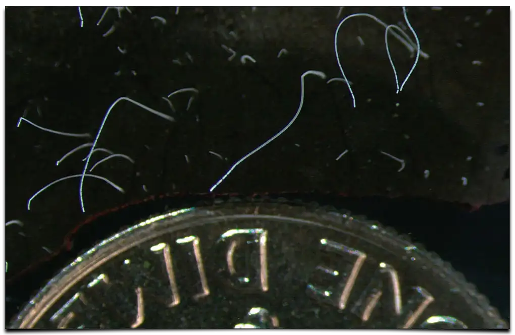 największa bakteria