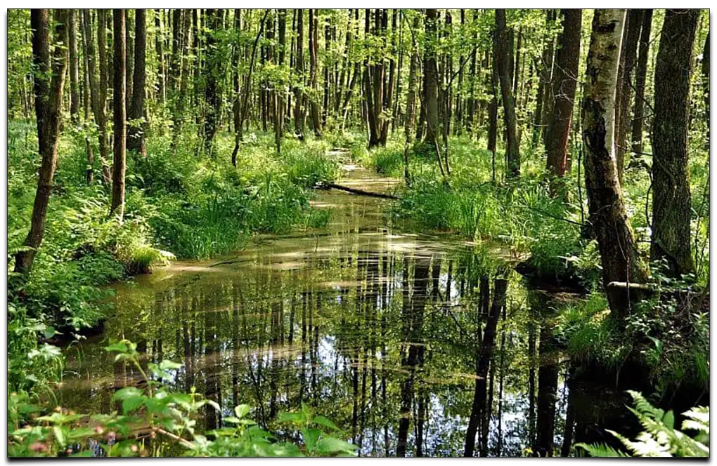 Biebrzański Park Narodowy