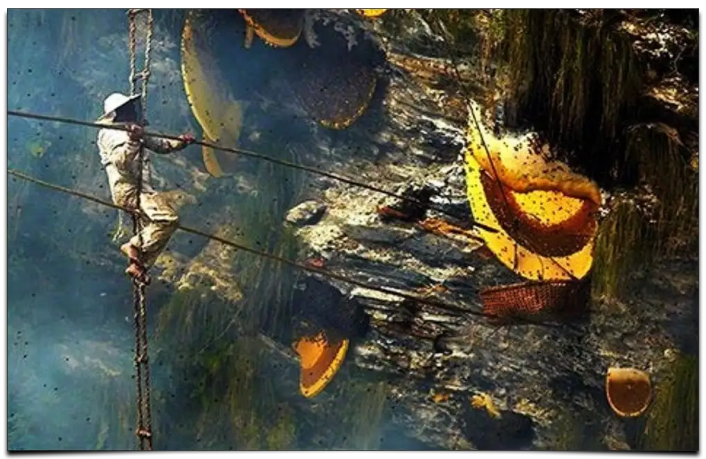 pozyskiwanie miodu w jaskini