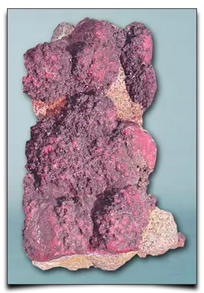 cynober